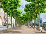 Những điều cần lưu ý khi trồng cây xanh công trình đường phố