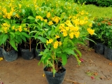 Địa chỉ bán cây chuông vàng TPHCM giá rẻ