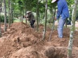 Kỹ Thuật Trồng Cây Công Trình