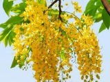 Dịch vụ thi công trồng cây osaka sân vườn, đẹp, rẻ