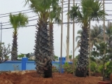 Cây Thốt Nốt – Giải Pháp Làm Đẹp Cảnh Quan Đô Thị & Khu Nghỉ Dưỡng