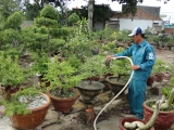 Mẹo Chăm Sóc Cây Xanh Mùa Mưa – Chia Sẻ Từ Chuyên Gia Cây Cảnh Tám Xưa