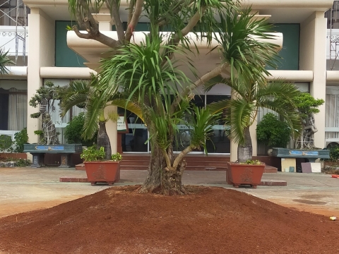 Công trình trồng cây xanh cho khách sạn Mỹ Lệ 