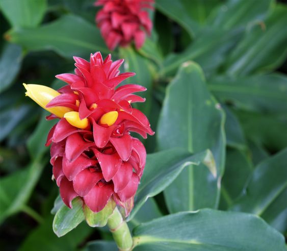 cây phúc lộc thọ phong thủy trồng trong nhà