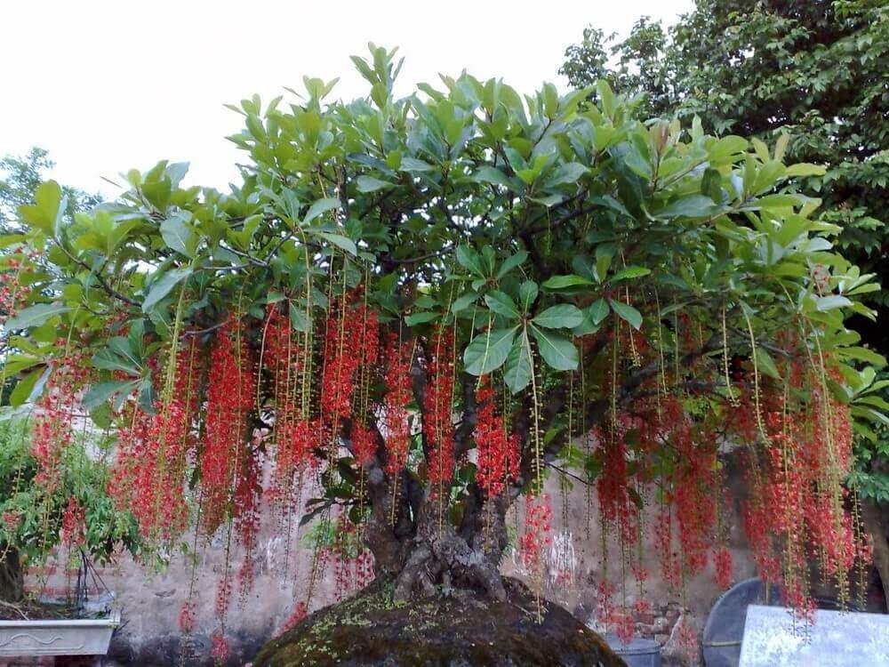 địa chỉ bán cây sân vườn đẹp tphcm uy tín